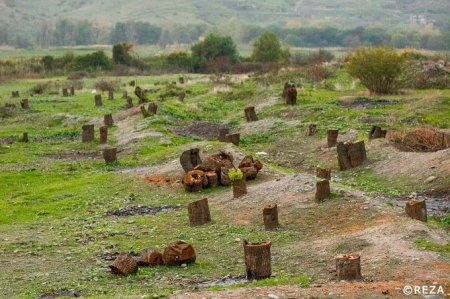 Dünya şöhrətli fotoqraf ermənilərin ətraf mühitə vurduğu zərərdən yazıb - FOTO