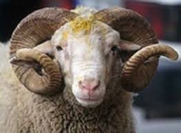 Qurban bayramı ilə bağlı iş günlərinin yeri dəyişdirilib - 4 gün istirahət olacaq