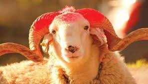 Qurban bayramının layiqincə keçirilməsi üçün dövlət tərəfindən hər cür şərait yaradılır