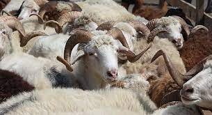 Ölkə üzrə qurbanların satış və kəsim yerləri