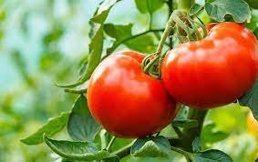 AQTA dünyada yayılan pomidor meyvələrinin qonur qırışıqlıq virusu ilə mübarizə üsullarını açıqlayıb